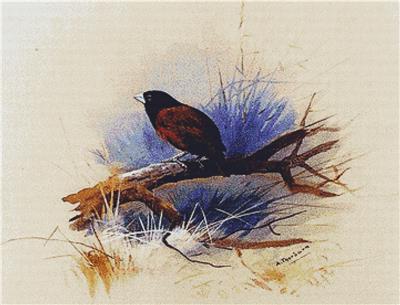 Nepalese Black Headed Nun in the Branch of a Tree, A