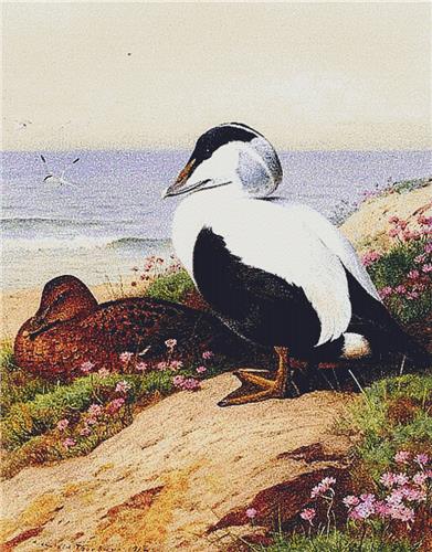Common Eider Ducks