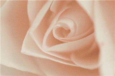 Pastel Rose