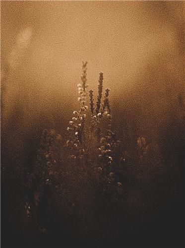 Fog at Sunset