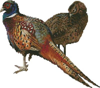 Pheasants (No Background)