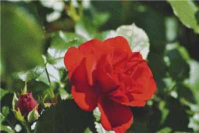 Red Roses
