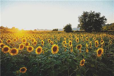 Sunflowers at Sunset