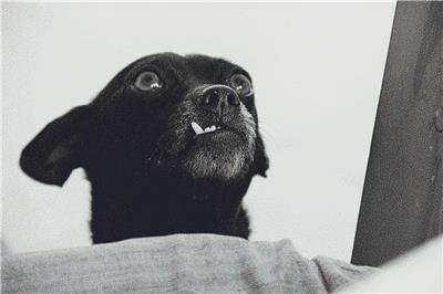 Funny Dog