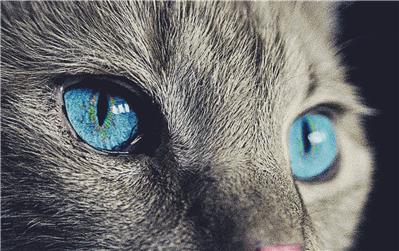 Blue Eyes
