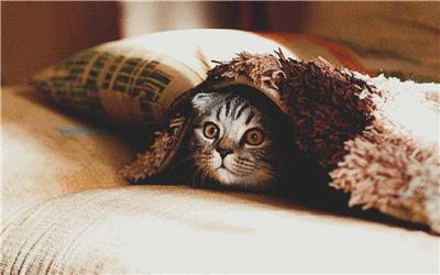 Crouching Tiger Hidden Kitten