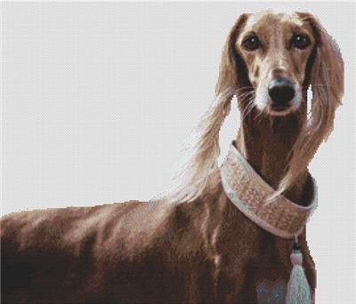 Saluki Beauty