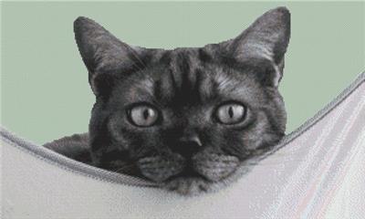 Cat Nap