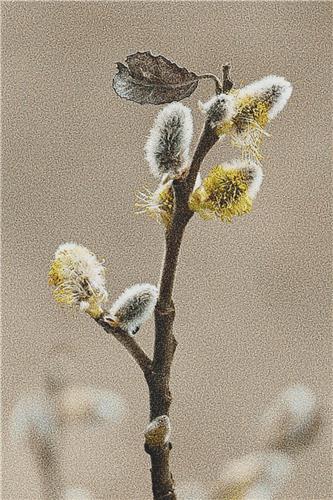 Willow Catkin