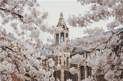 Steeple through the Cherry Blossoms