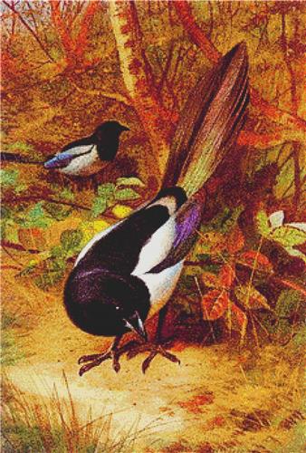 Magpies