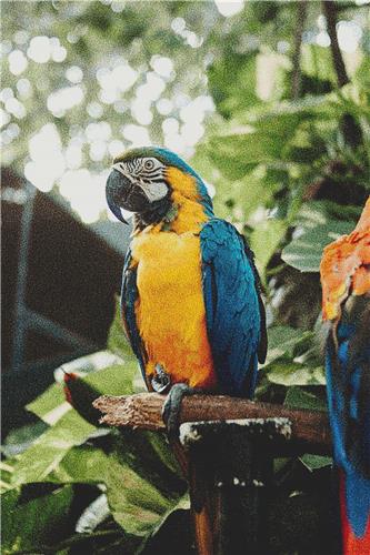 Macaw