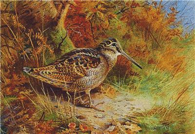 Woodcock, A