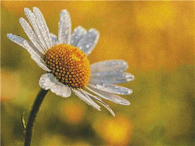 Daisy
