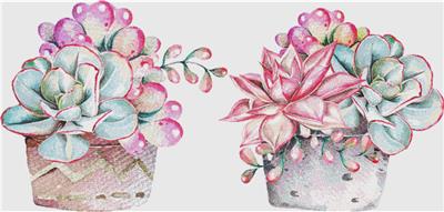 Set of Succulents In Pots