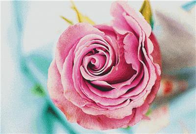 Pink Rose