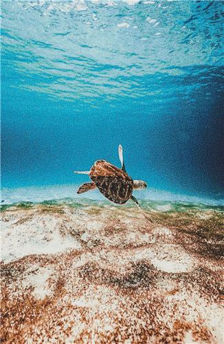 Swimming Turtle