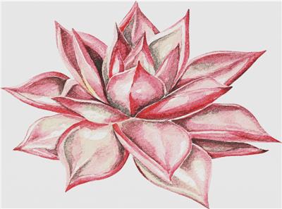 Beautiful Pink Succulent