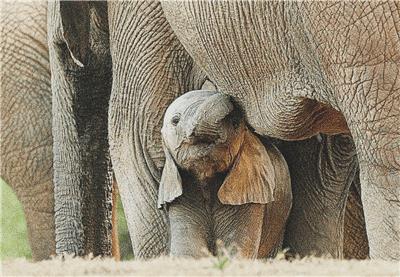 Baby Elephant