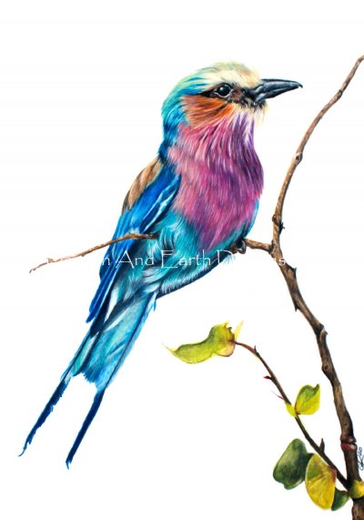 Lilac Breasted Roller 