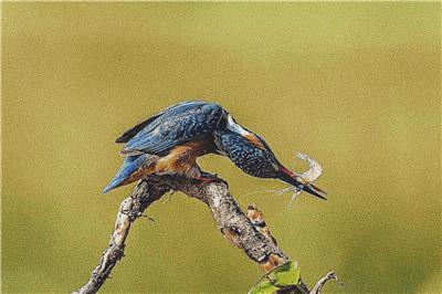 Kingfisher
