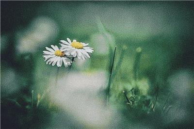 Two Daisies