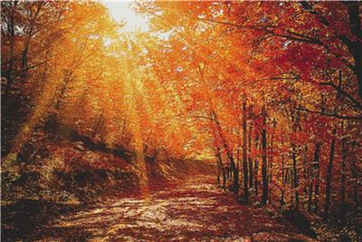 Red Autumn