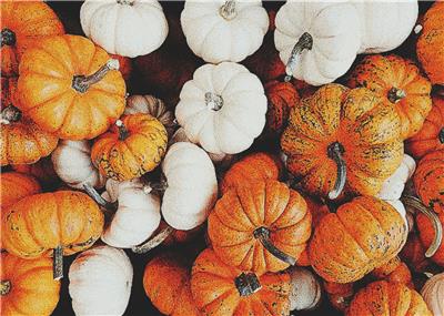 Pumpkin Harvest