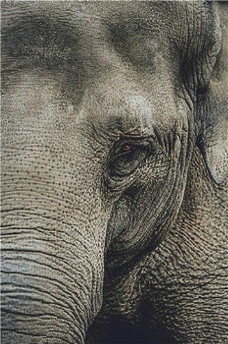 Elephant Portrait