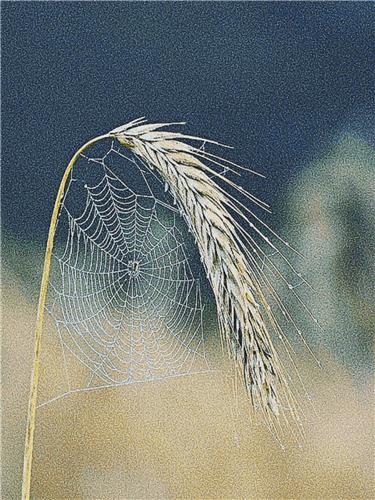 Spiderweb on a Wheat Stalk