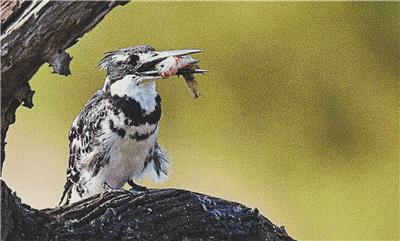 Pied Kingfisher