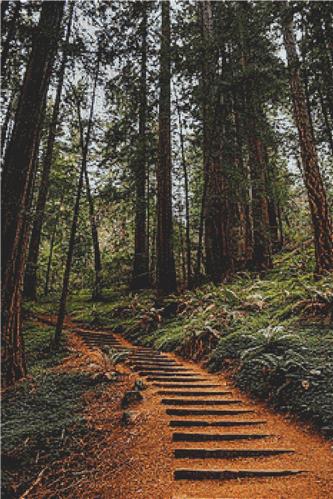 Path Through the Woods