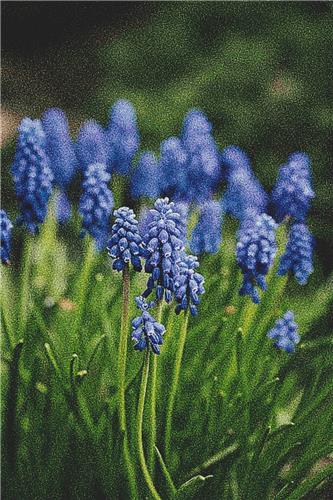 Blue Spring Flowers