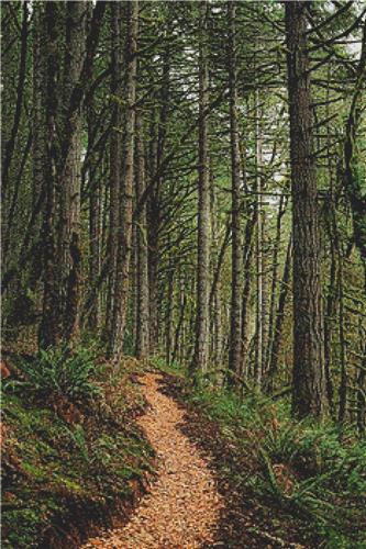 Trail Through the Forest