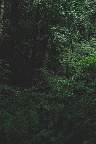 Pacific Northwest Forest