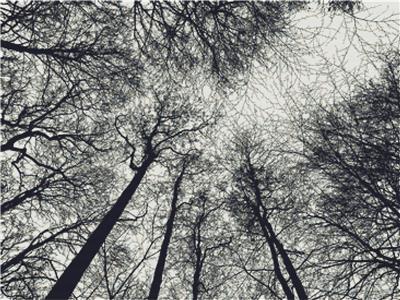 Forest Canopy Silhouette