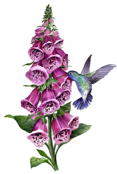 Hummingbird on Foxglove