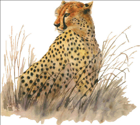 Cheetah