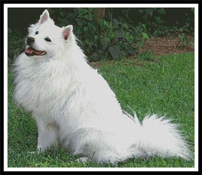 American Eskimo Dog 1
