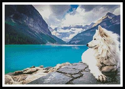 American Eskimo Dog 2