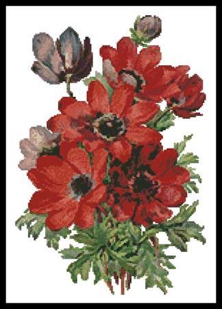 Anemones