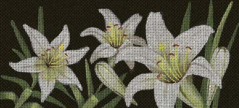 Lillies of the Field