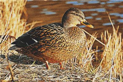 Duck by the Water