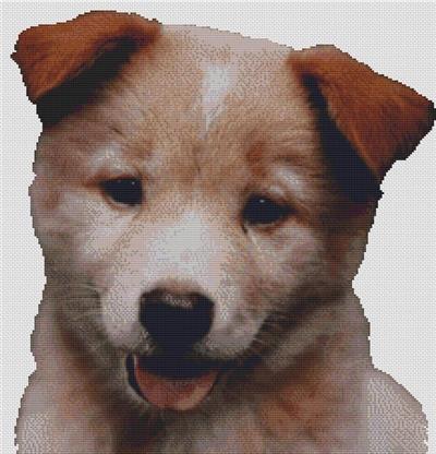 Red Australian Cattle Dog Puppy