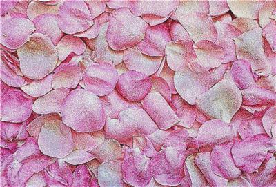 Pink Rose Petals