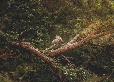 Two Birds in the Woods