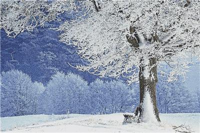 Snowy Landscape