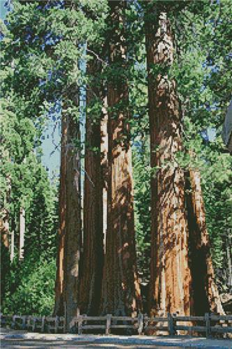 Redwood Trees