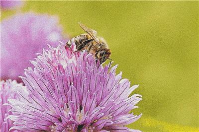 Pollination