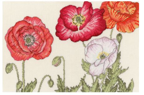Poppy Blooms  